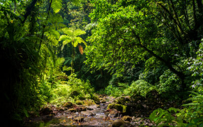 Nord-Caraïbe : explorez la beauté authentique du nord de la Martinique