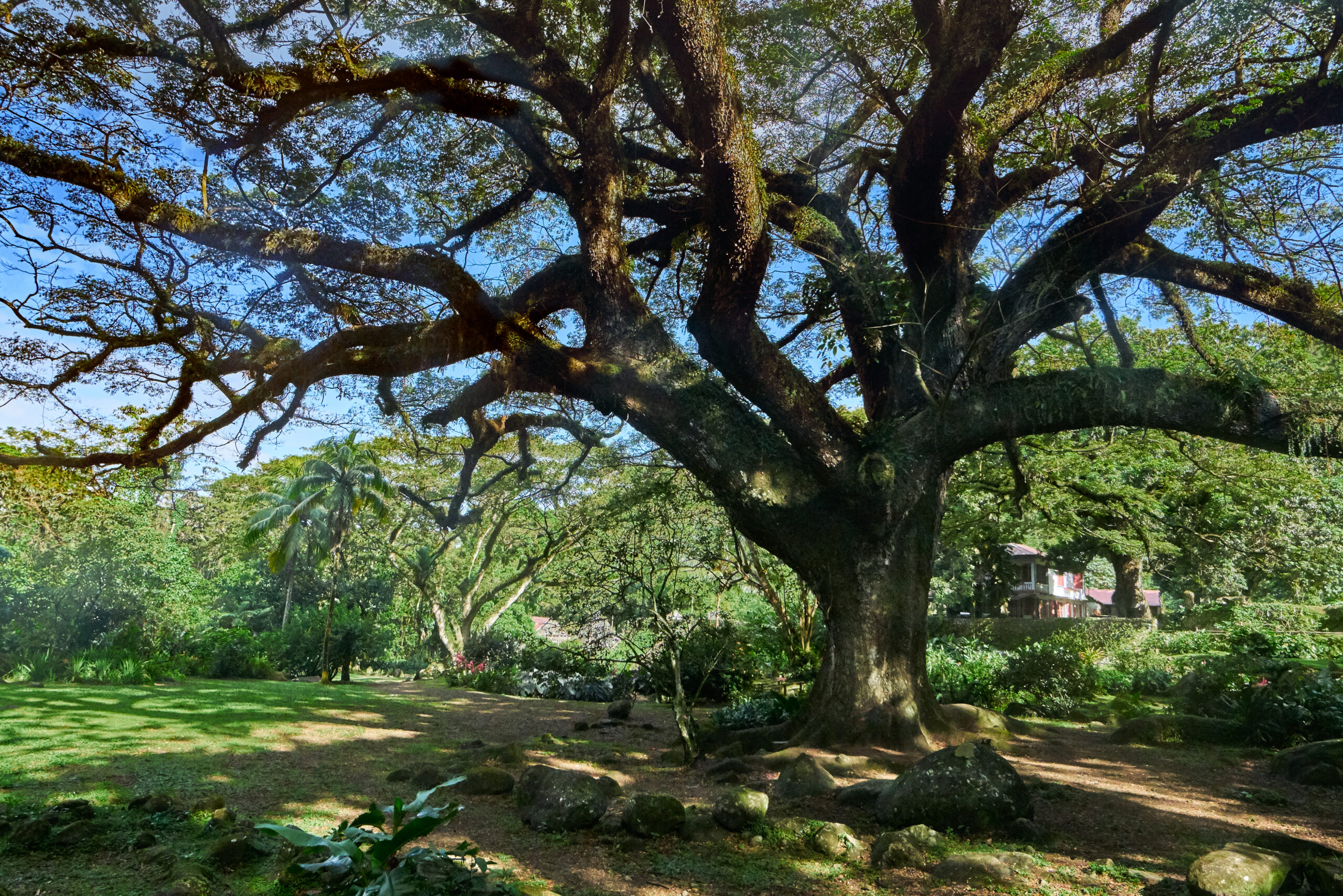 nord-caraibe-martinique-zamana-antilles-arbre