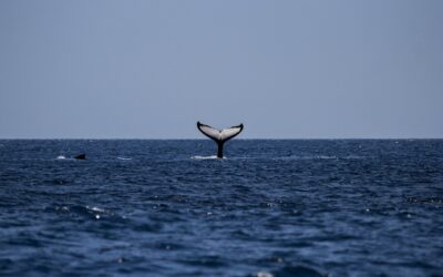 Observer les baleines en Guadeloupe